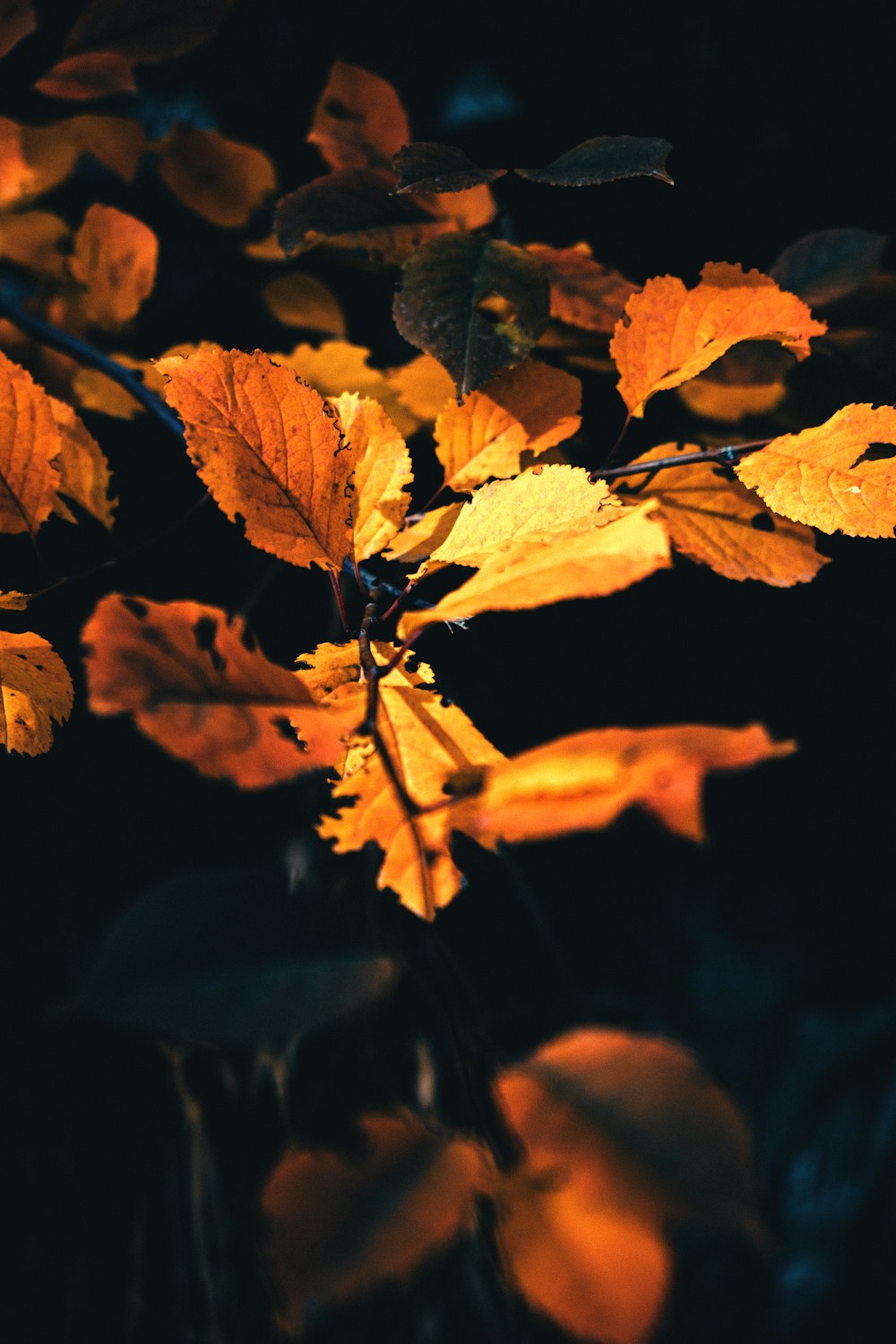 어두운 방에서 갈색 단풍 나무 잎