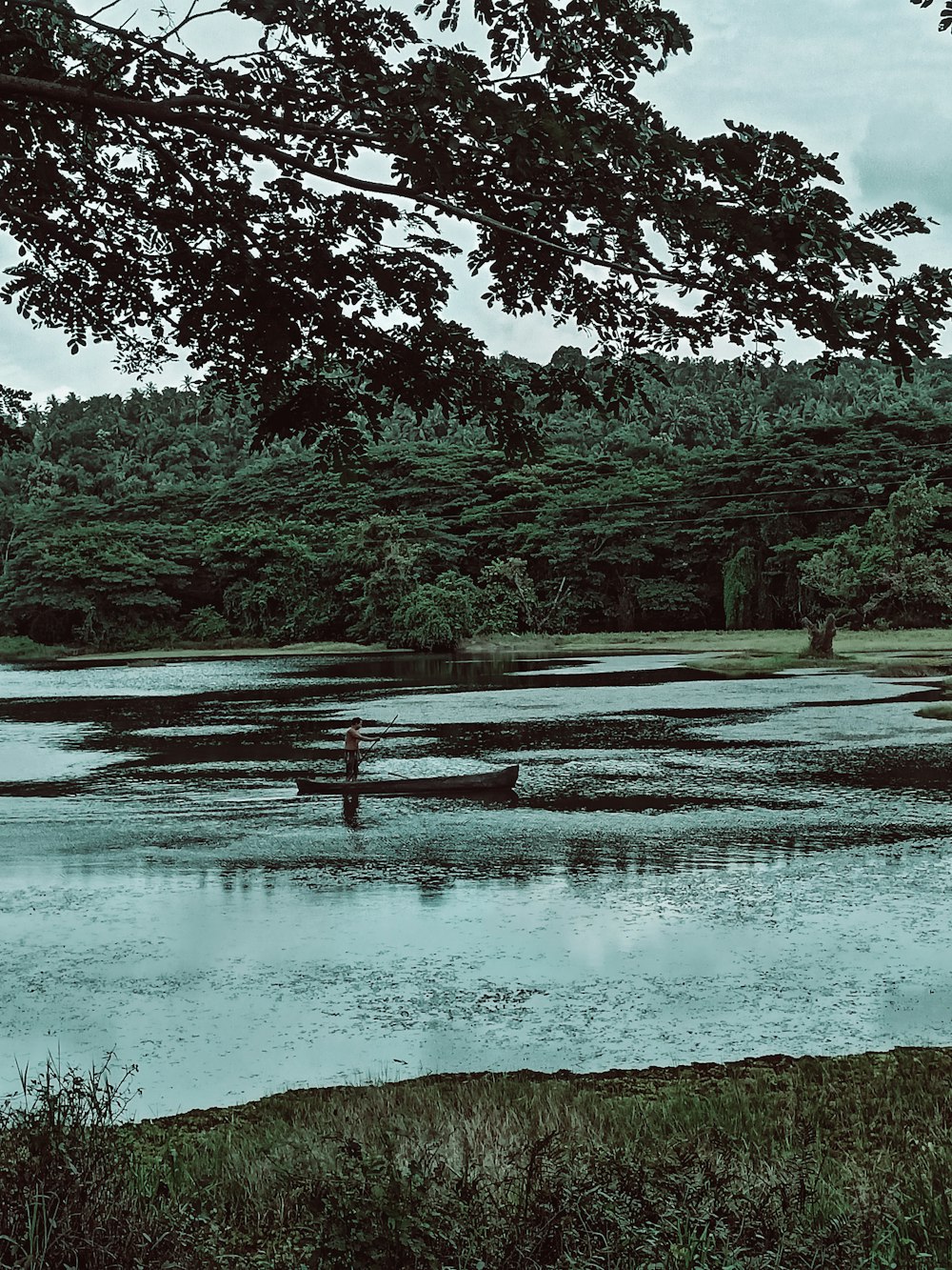 green trees near body of water during daytime