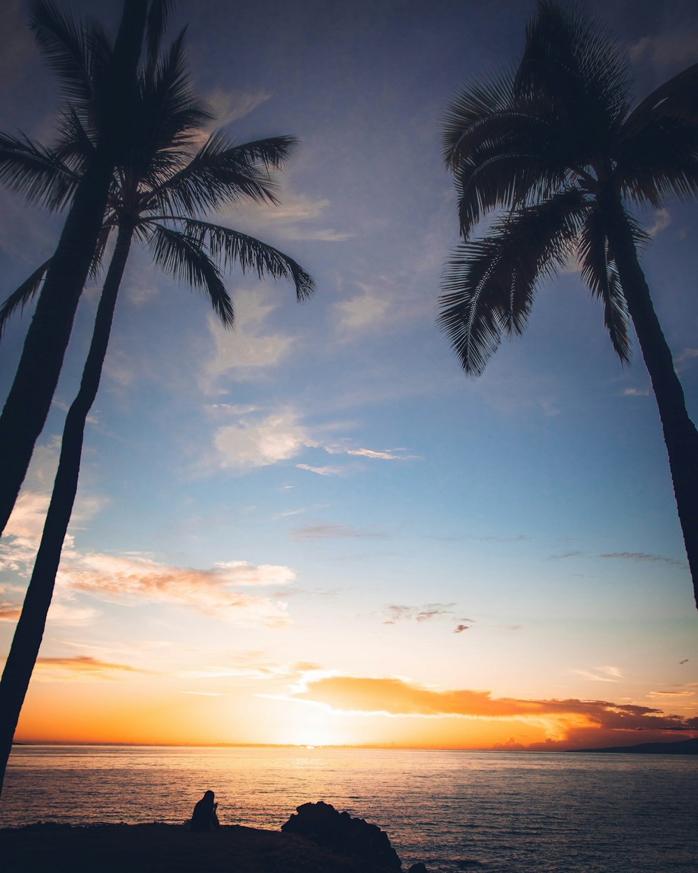 palm tree during golden hour