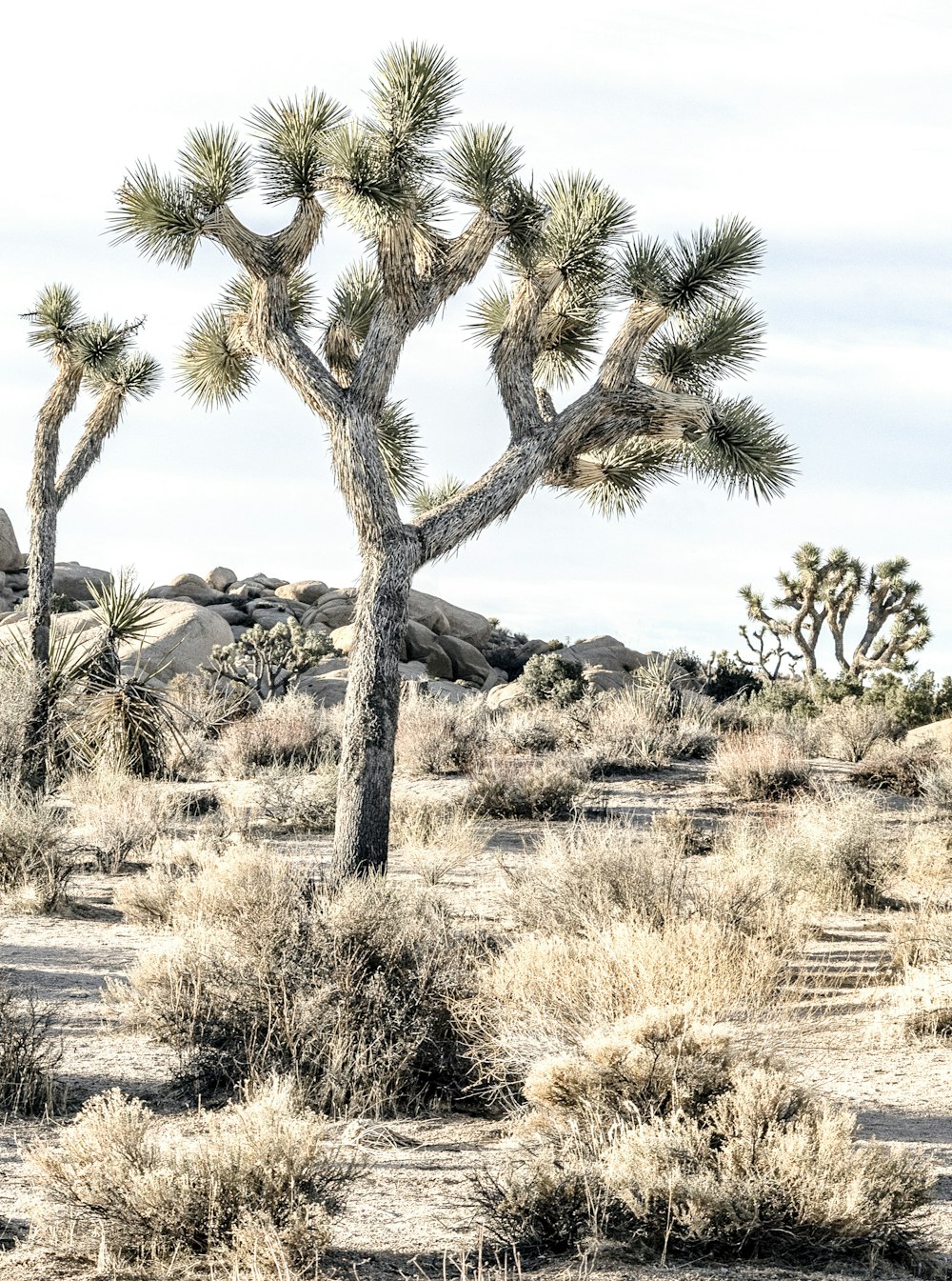 green palm tree on brown grass field during daytime