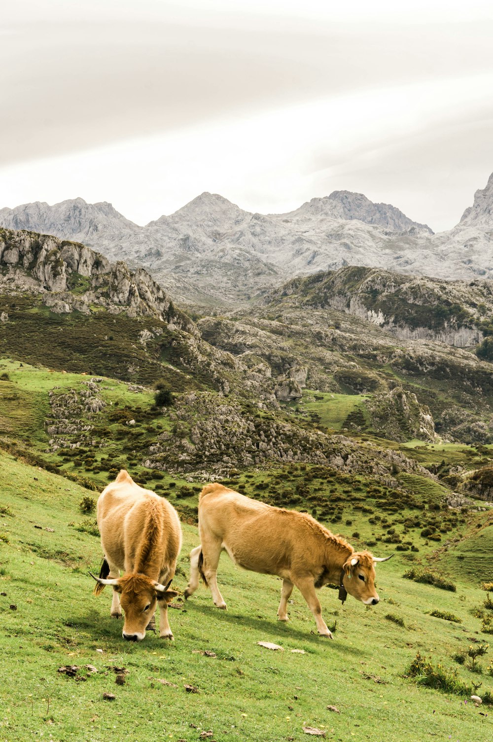 brown cow on green grass field during daytime