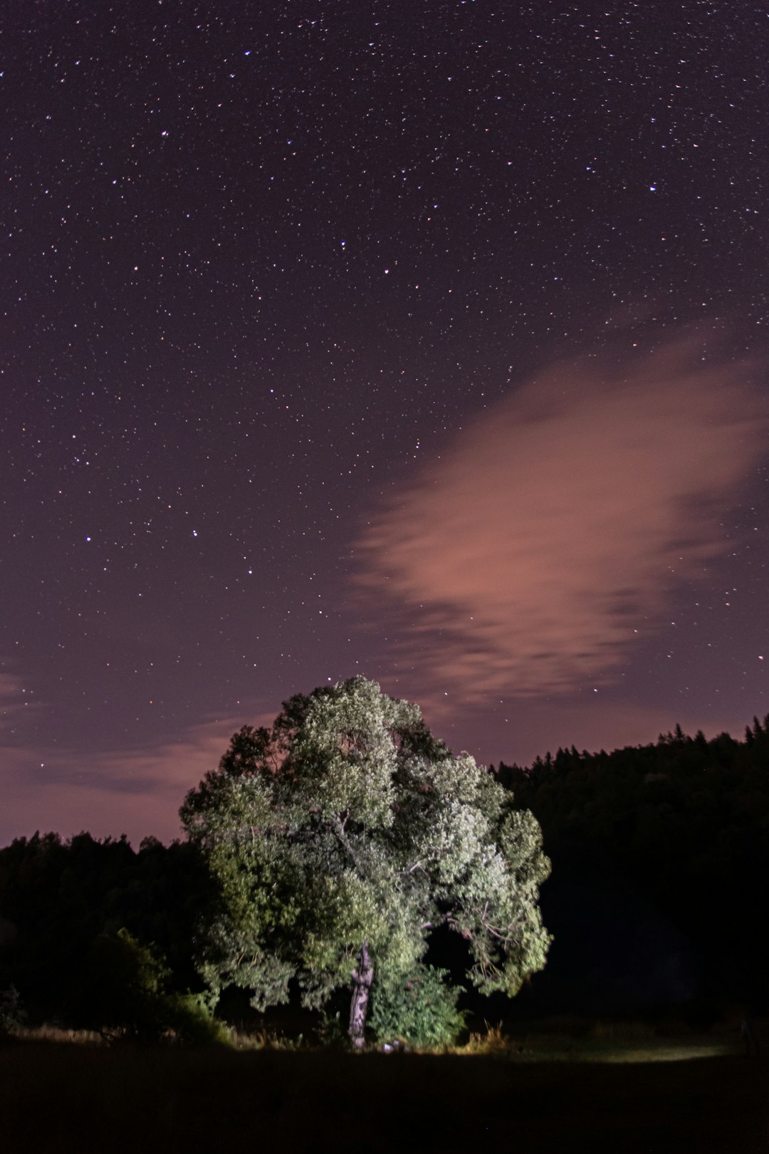 green trees under starry night