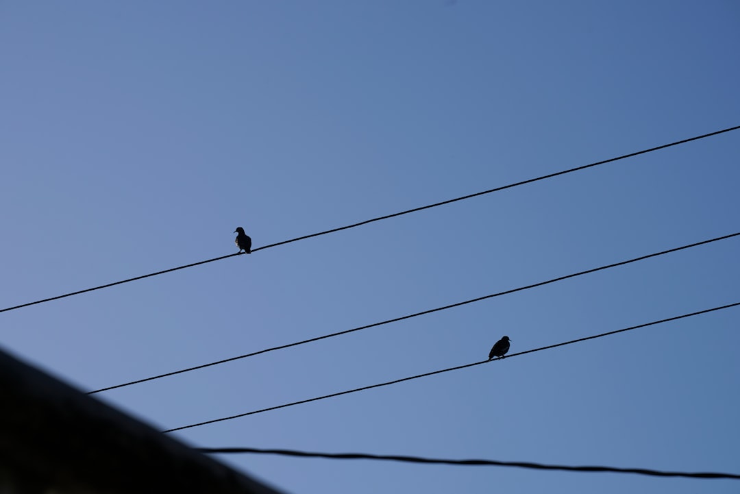 black birds on electric wire