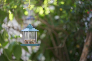 Hands holding a small bird feeder filled with mixed seeds, framed by soft sunlight and natural greenery