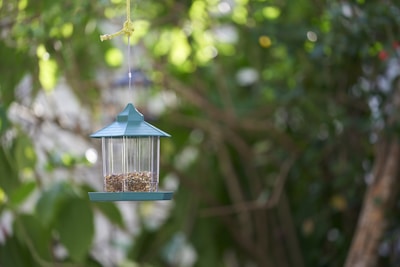 A blue bird feeder filled with seeds hangs from a yellow string amidst a blurred green foliage backdrop. Sunlight filters through the leaves, creating dappled spots of light and shadow.