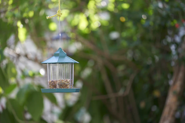 Sunlight filtering through urban trees, highlighting a colorful bird feeder made by schoolchildren.