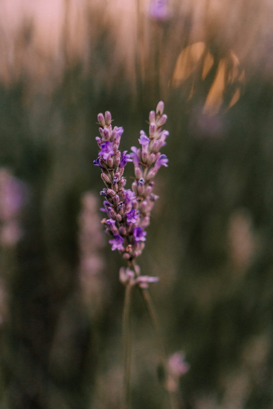 purple flower in tilt shift lens