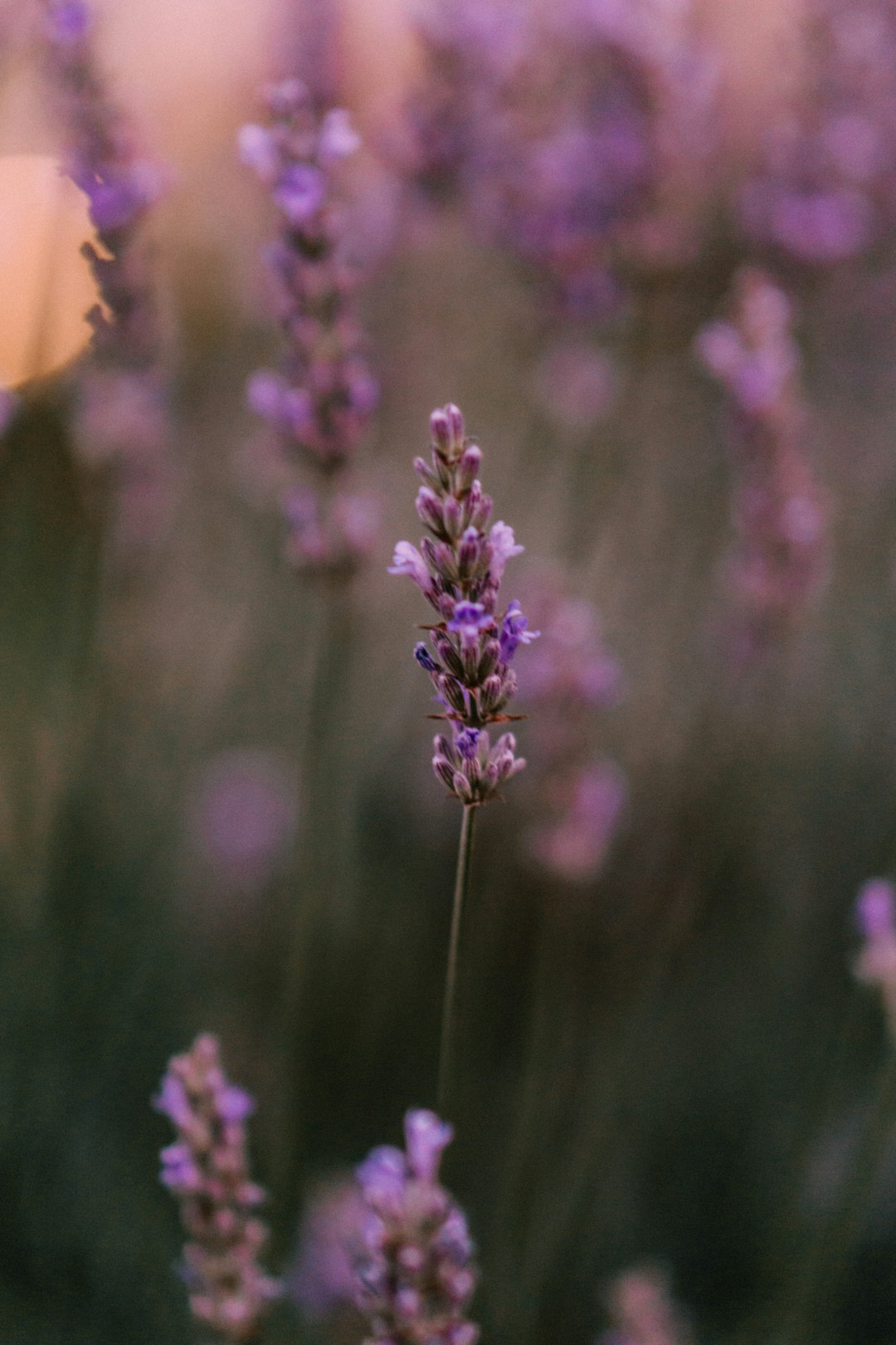 purple flower in tilt shift lens