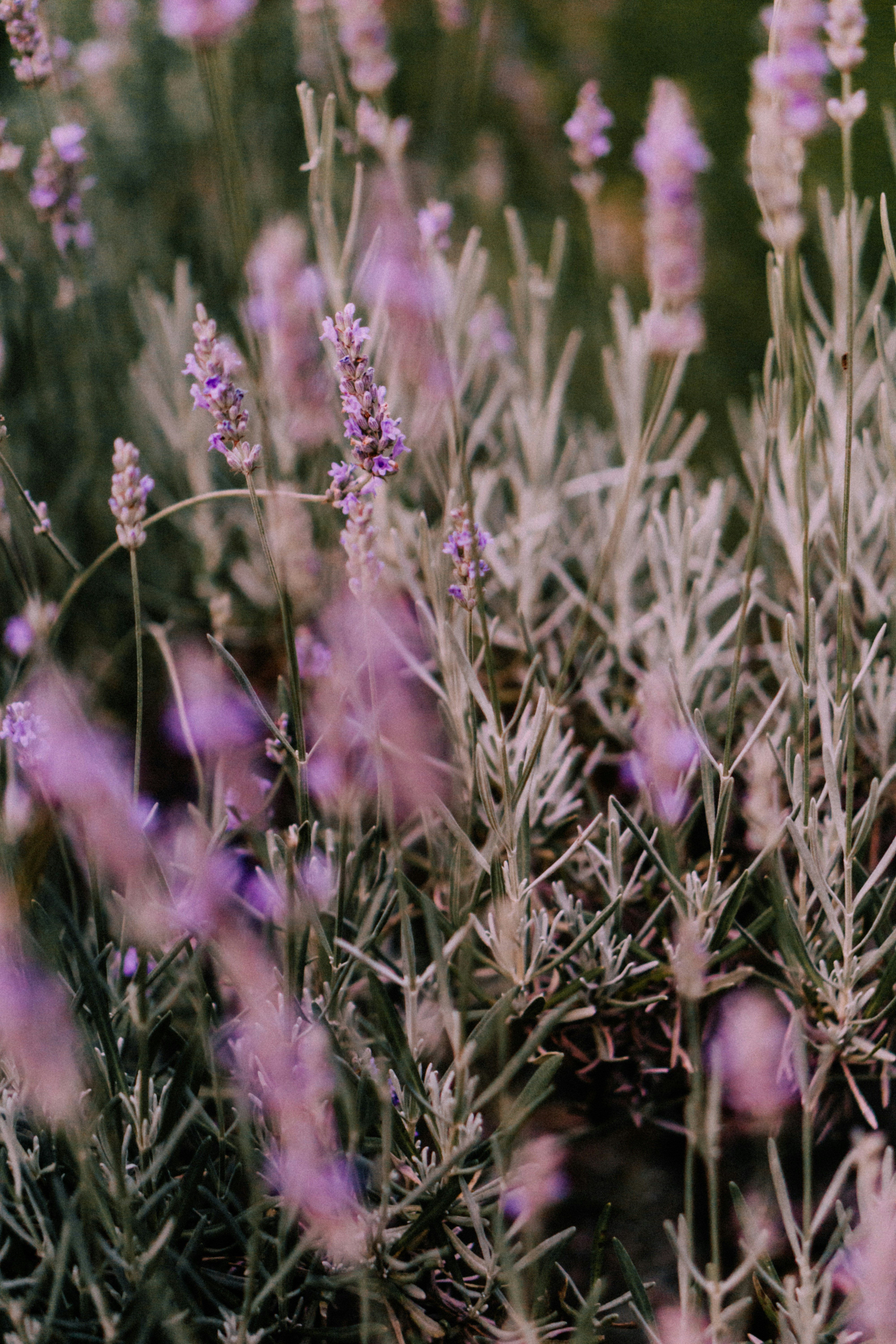 Photo by josephine_kramer