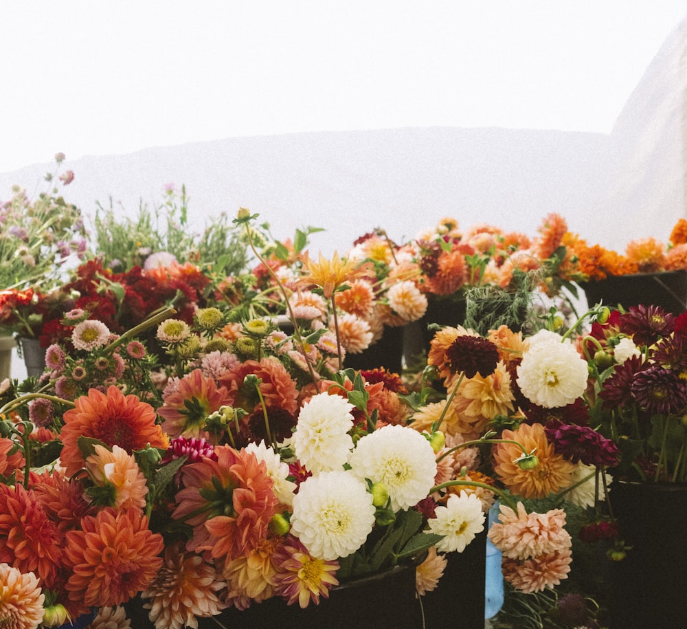 rote und weiße Blumen auf grünem Grasfeld