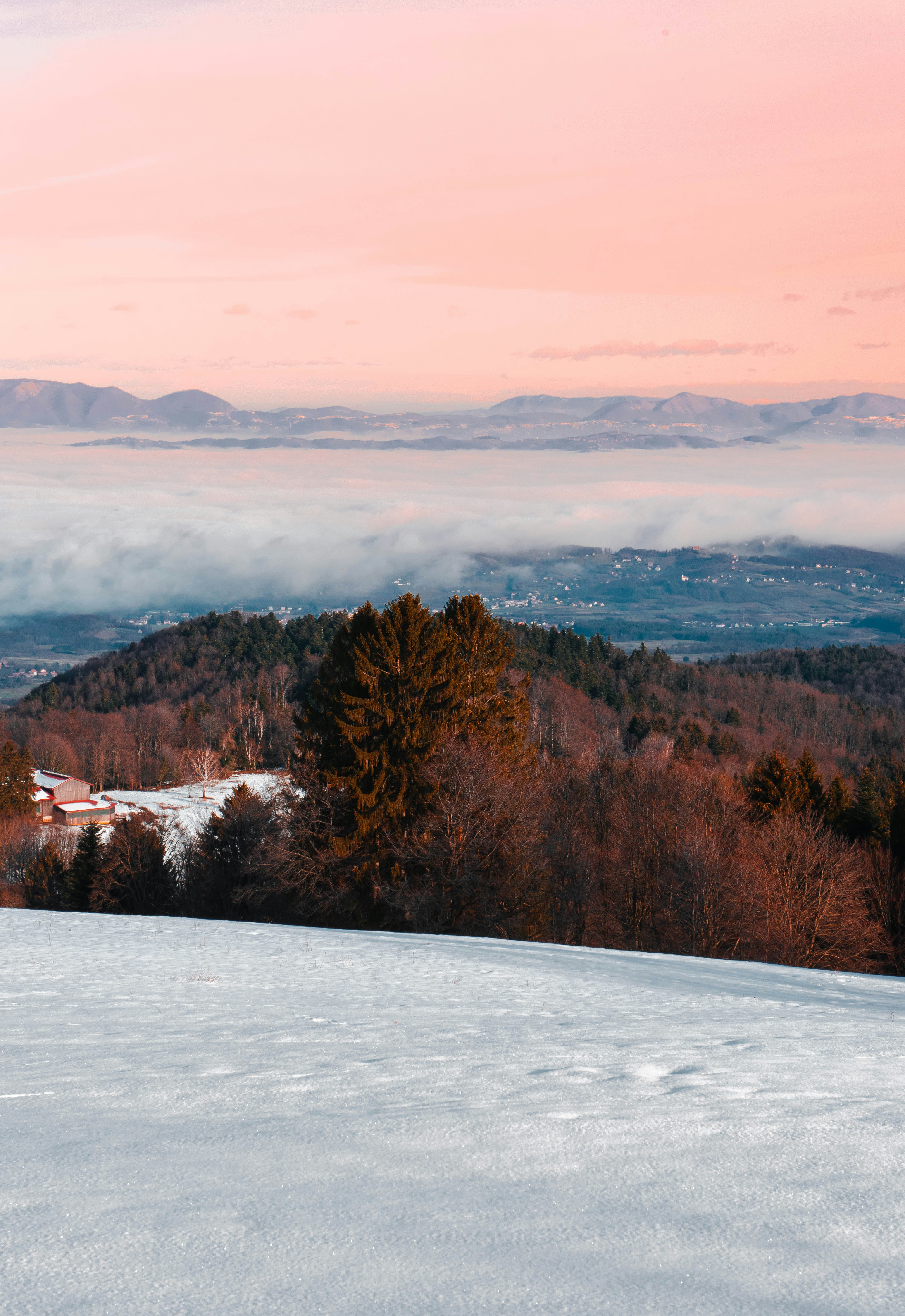 braune Bäume auf schneebedecktem Boden tagsüber