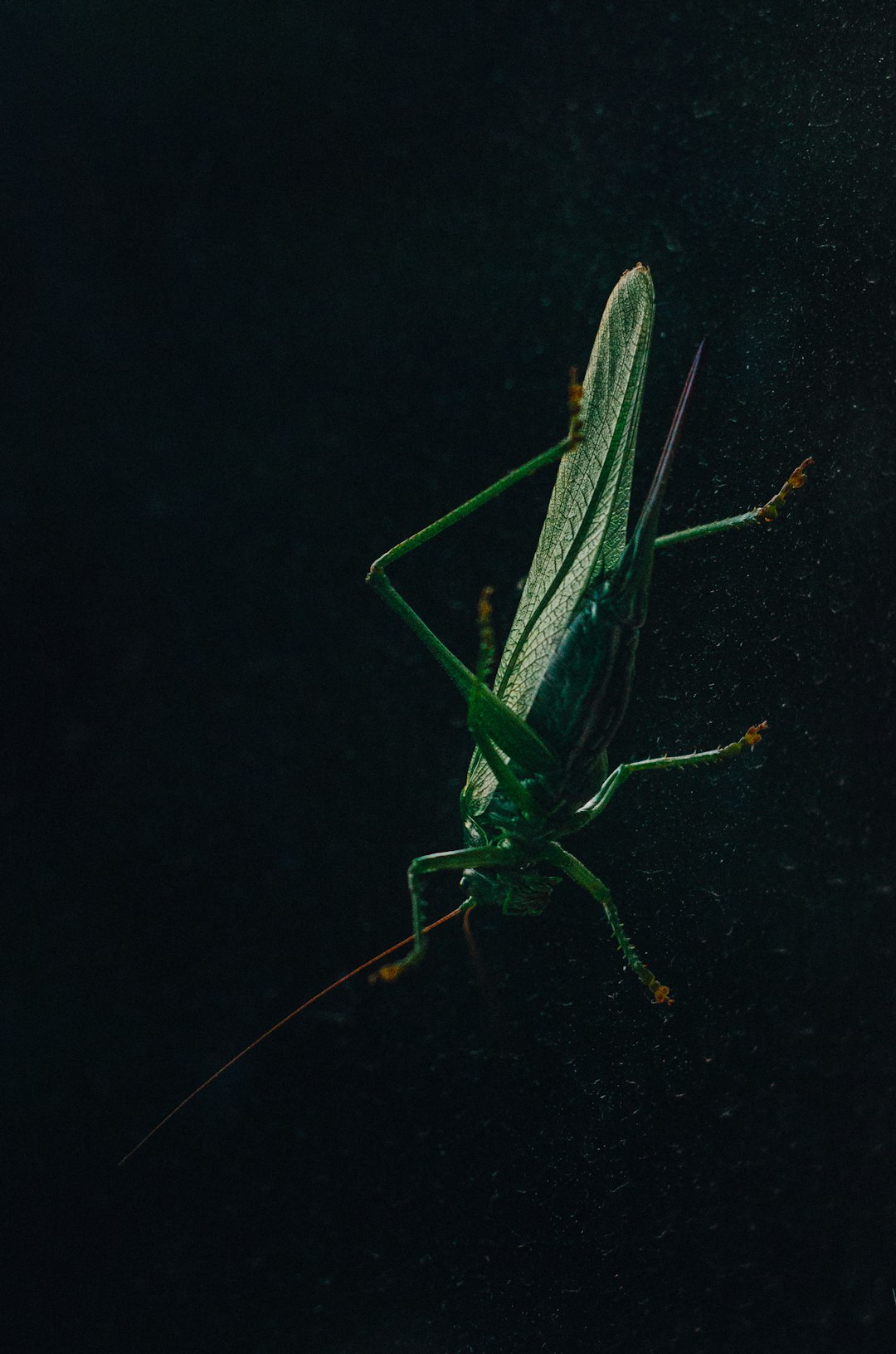 green and black grasshopper on black textile