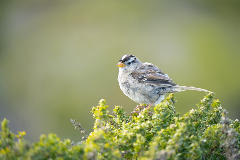 pájaro blanco y gris sobre planta verde