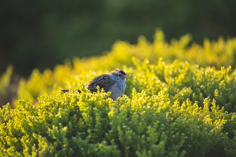 blue and white bird on yellow flower