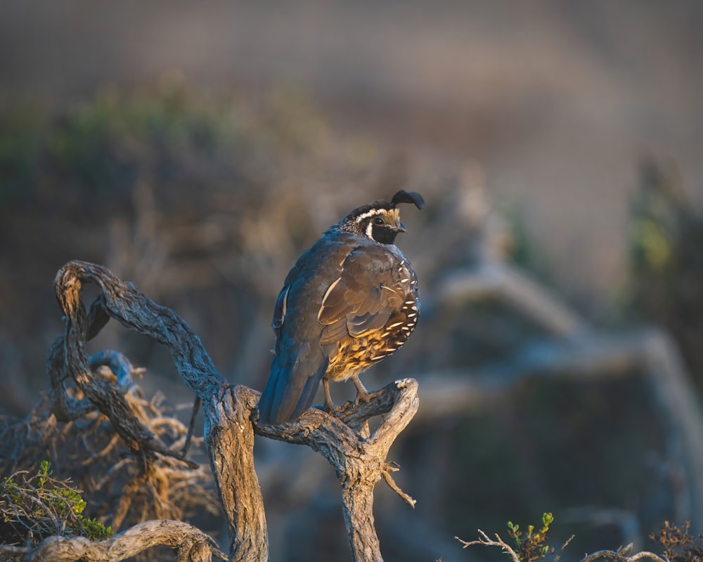 pájaro azul y marrón en la rama marrón del árbol durante el día