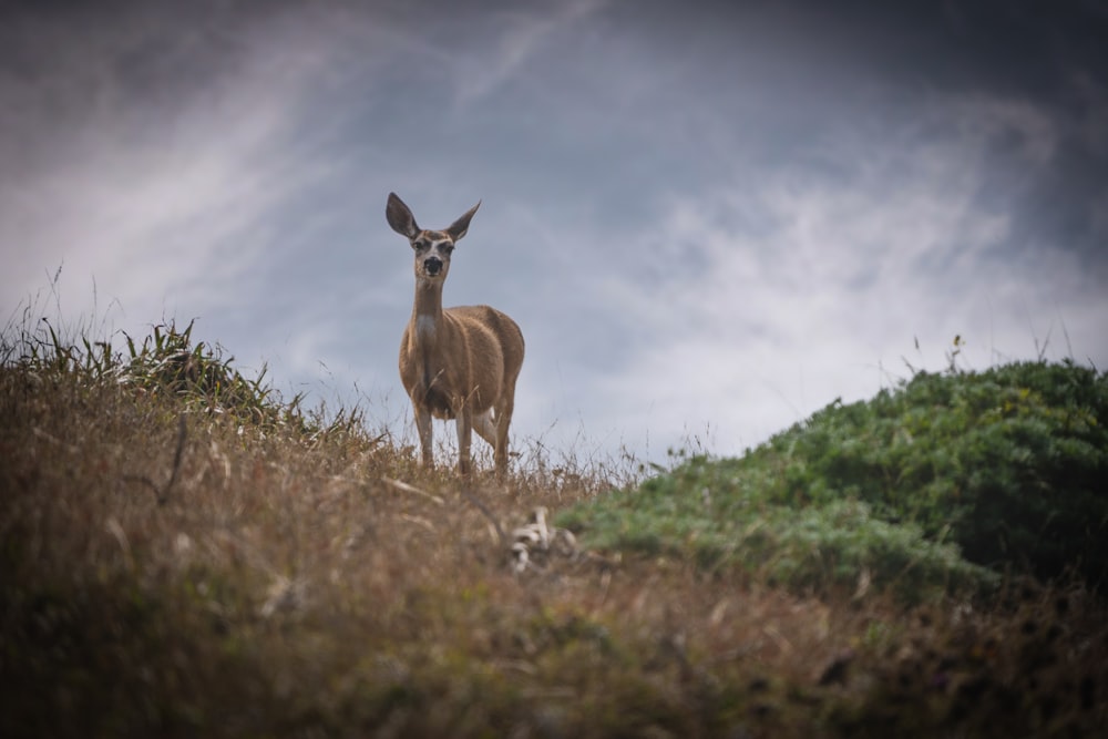 Cervo marrone sul campo di erba verde sotto nuvole bianche e cielo blu durante il giorno