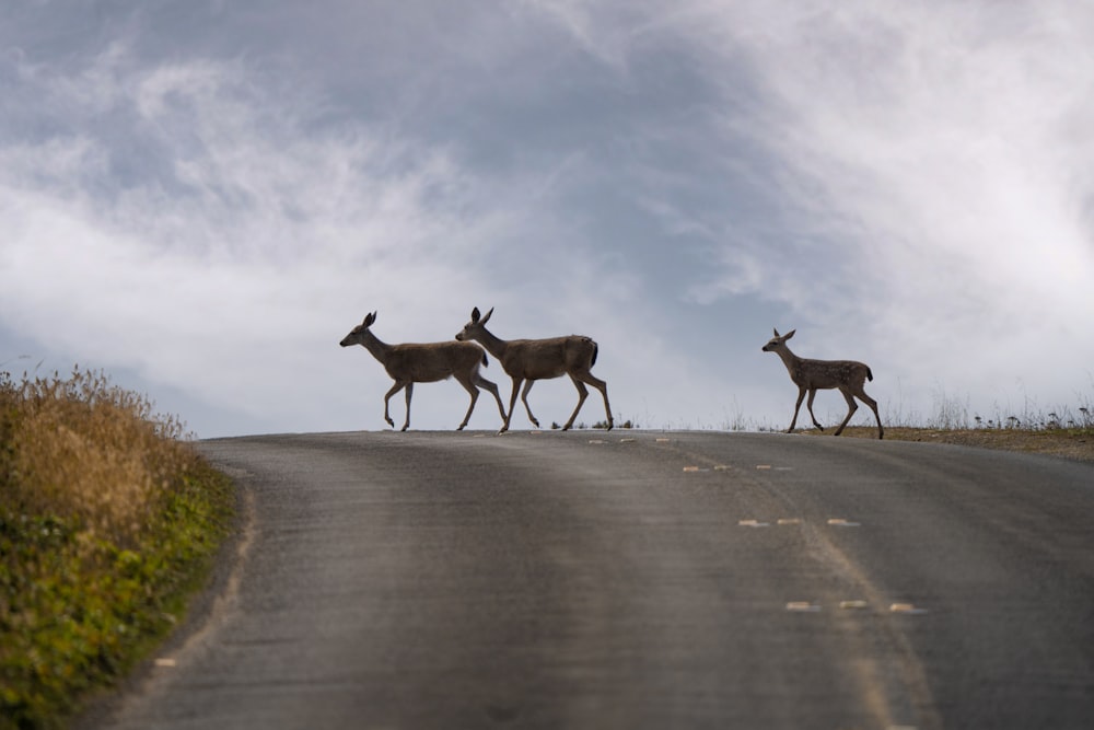 tre cervi marroni che corrono sulla strada durante il giorno