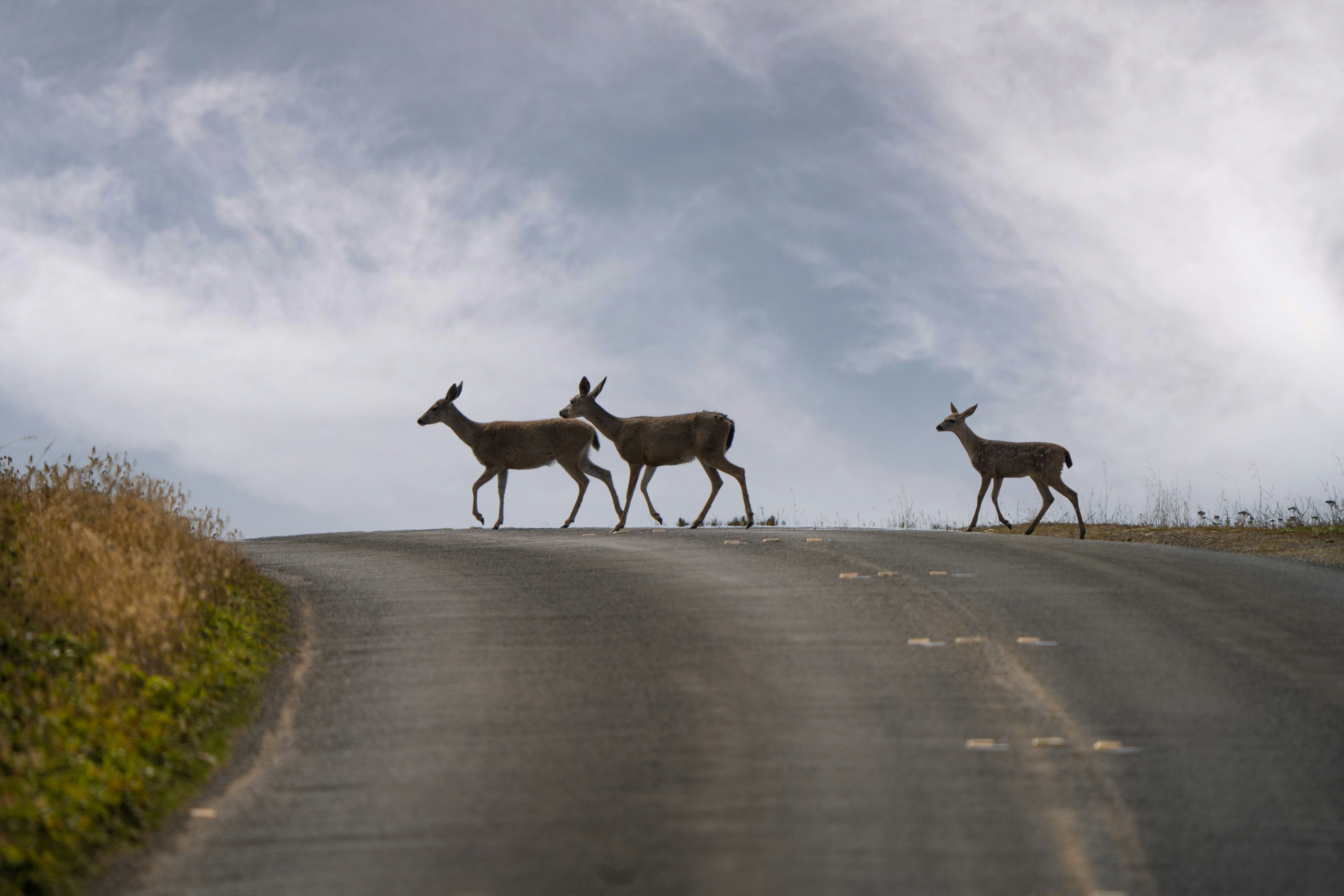 three brown deer running on road during daytime
