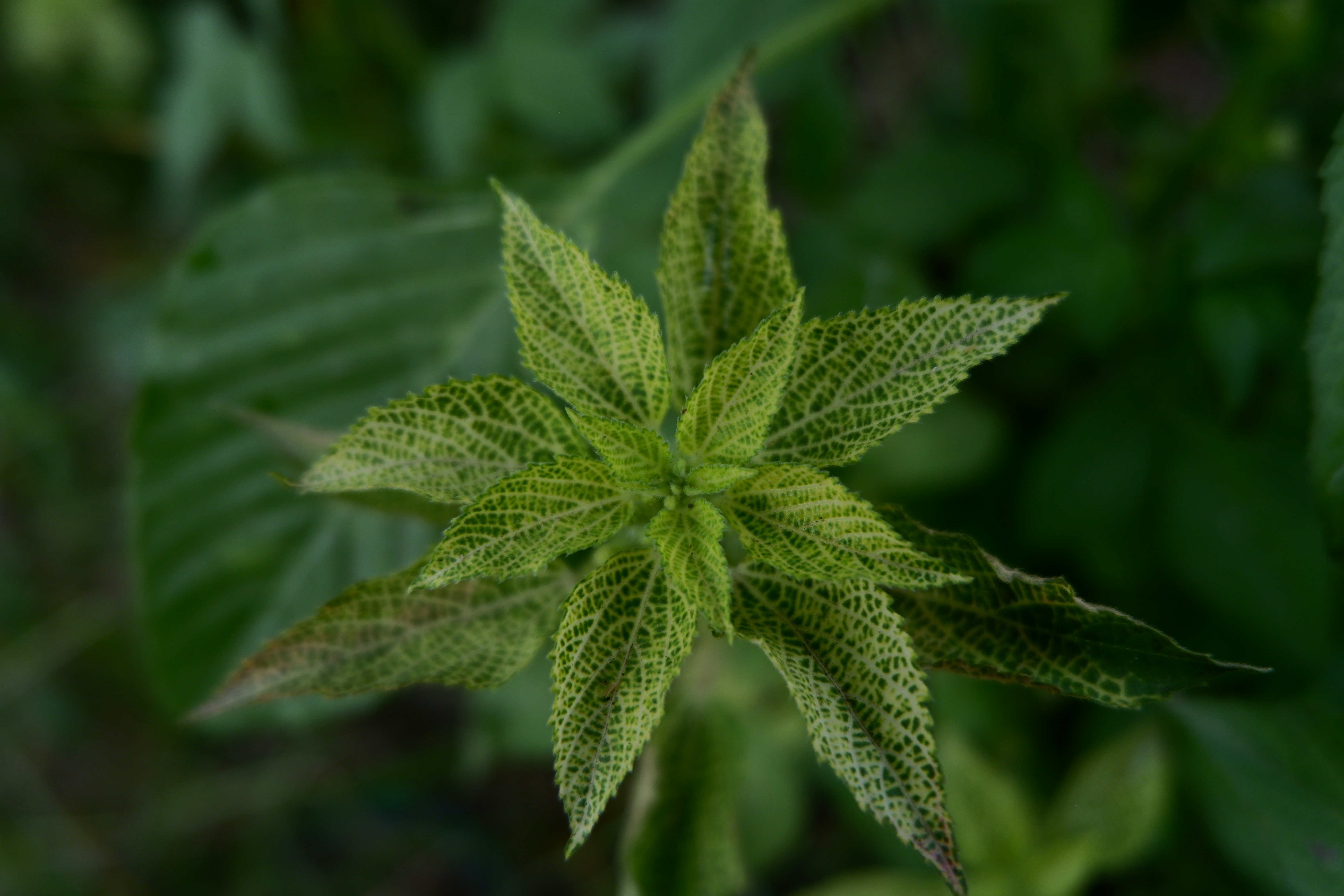 Photo by ahmad_vayz06