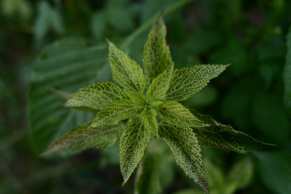 plante à feuilles vertes en photographie en gros plan