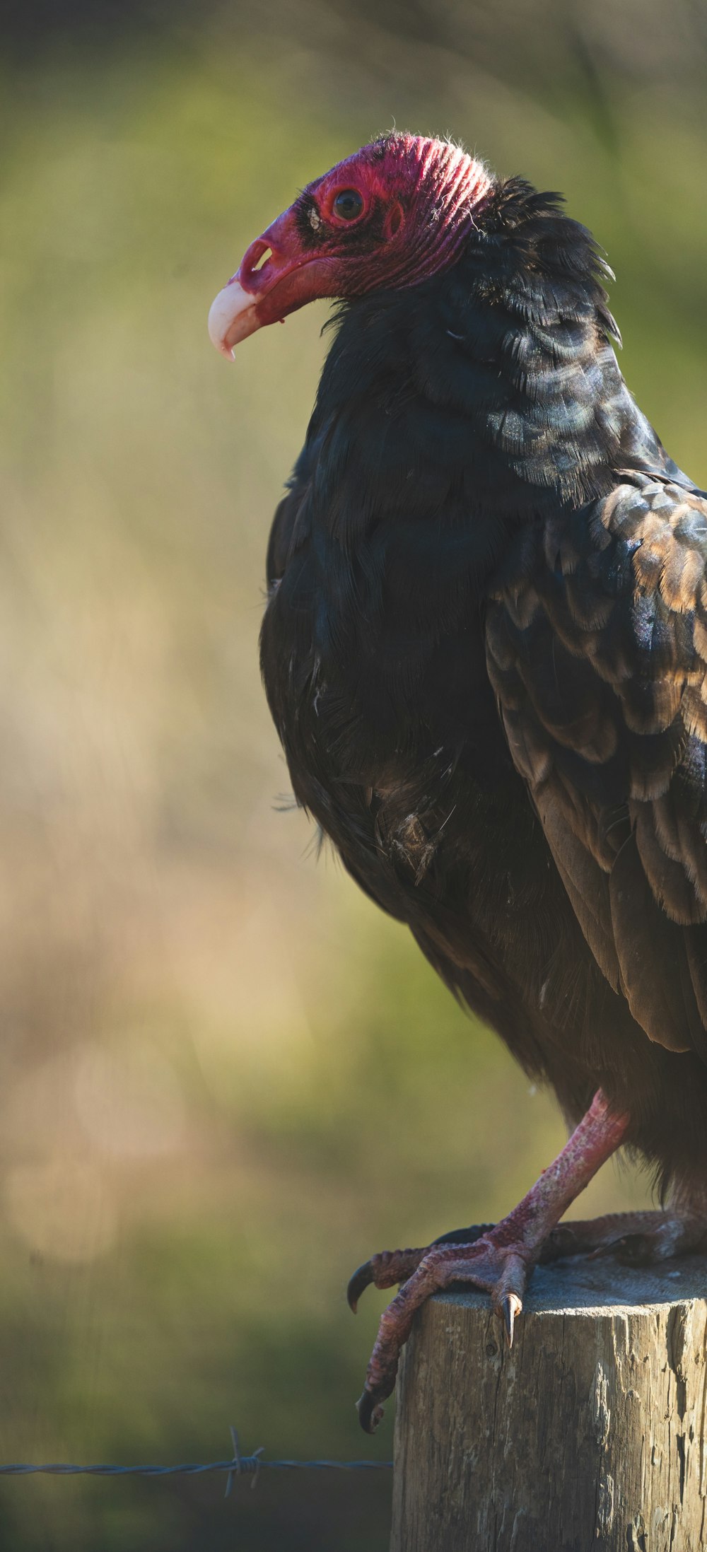 black and brown bird in tilt shift lens