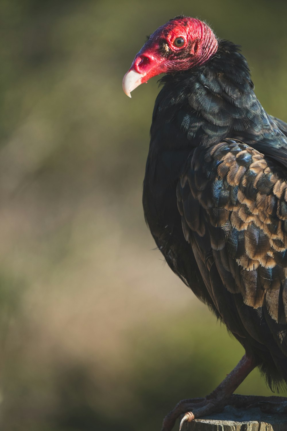 uccello nero e marrone in primo piano fotografia