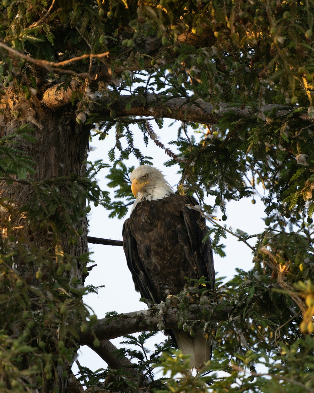 black and white eagle on brown tree