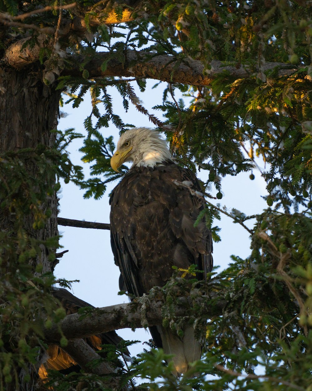 black and white eagle on brown tree branch during daytime