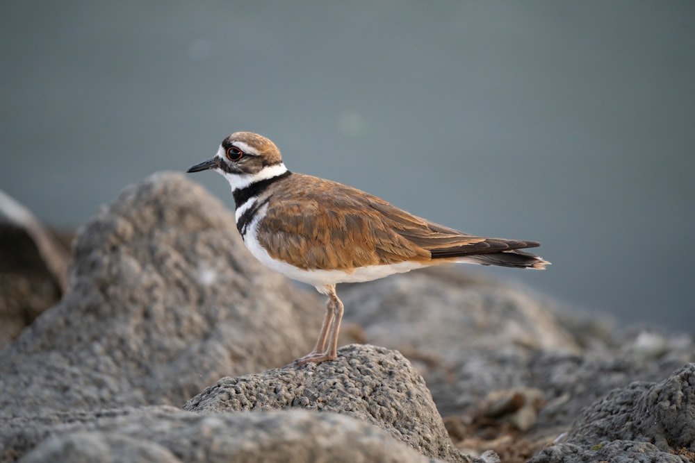 brown and white bird on gray rock