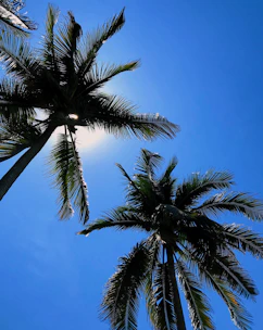 Sun-soaked palm trees glowing under a radiant blue sky, capturing the vibrant spirit of Southern California.