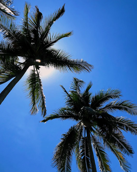 Sun-soaked palm trees glowing under a radiant blue sky, capturing the vibrant spirit of Southern California.