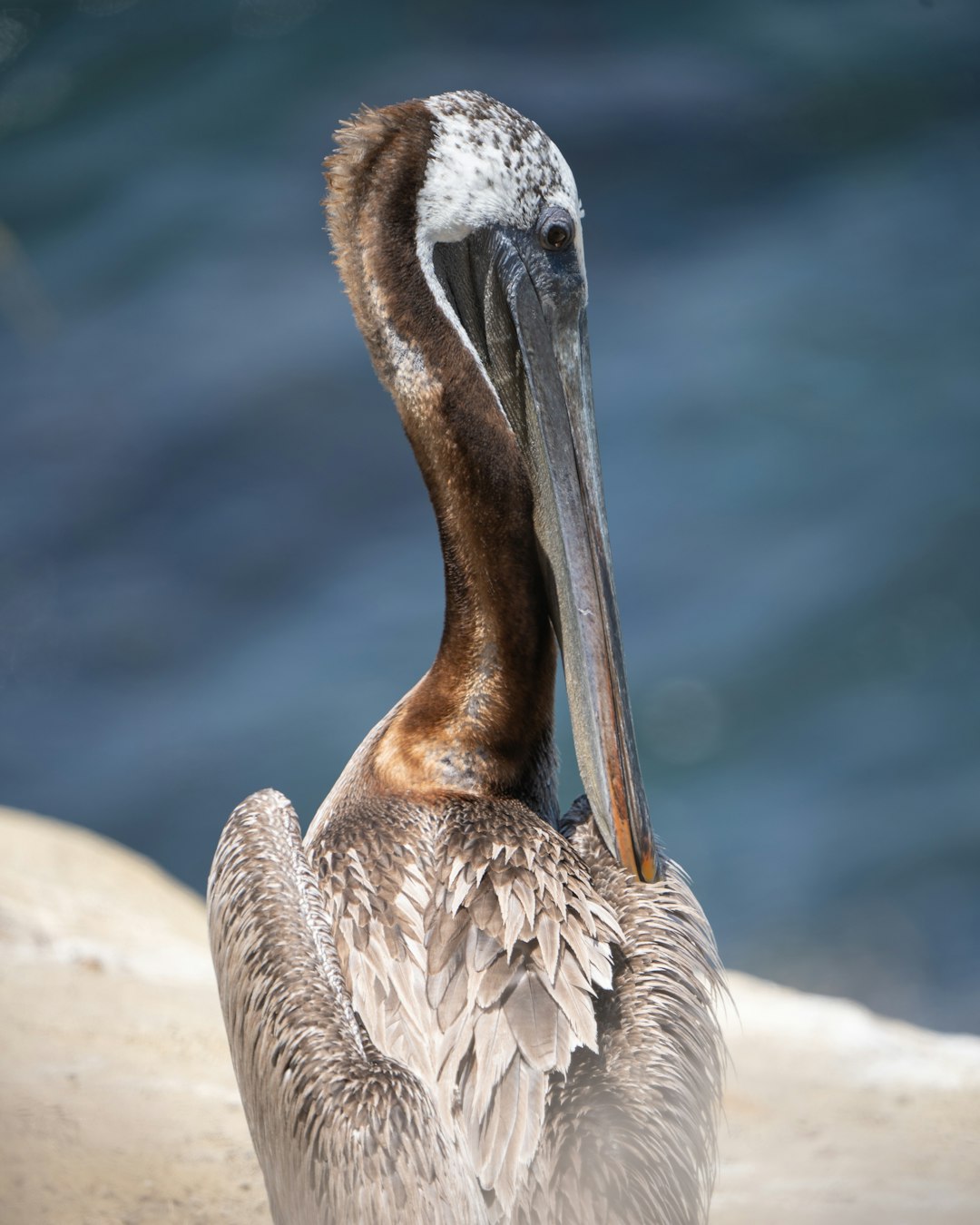 brown pelican on brown rock