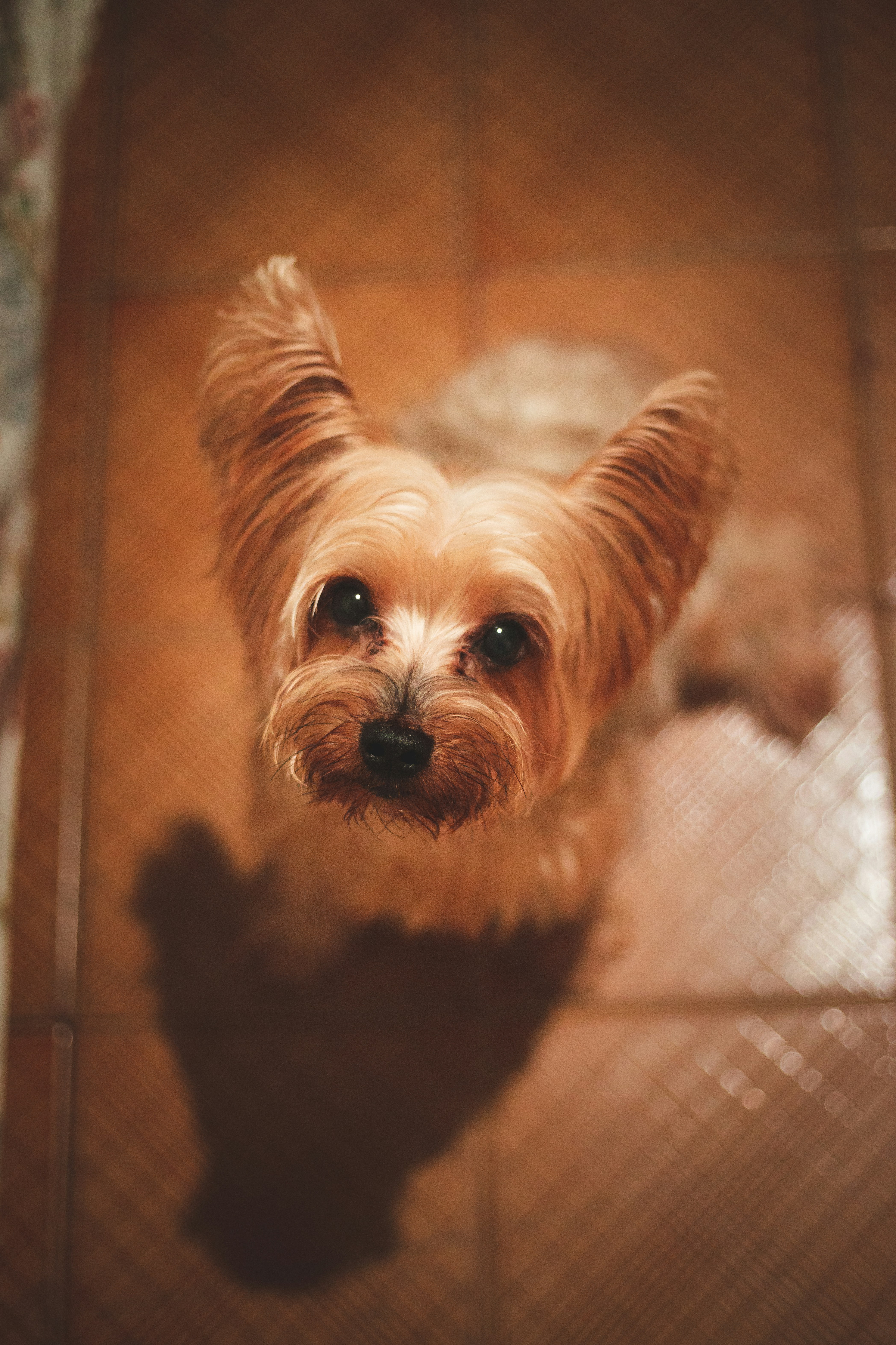 茶色と白のヨークシャー テリアの写真 Unsplashの無料写真