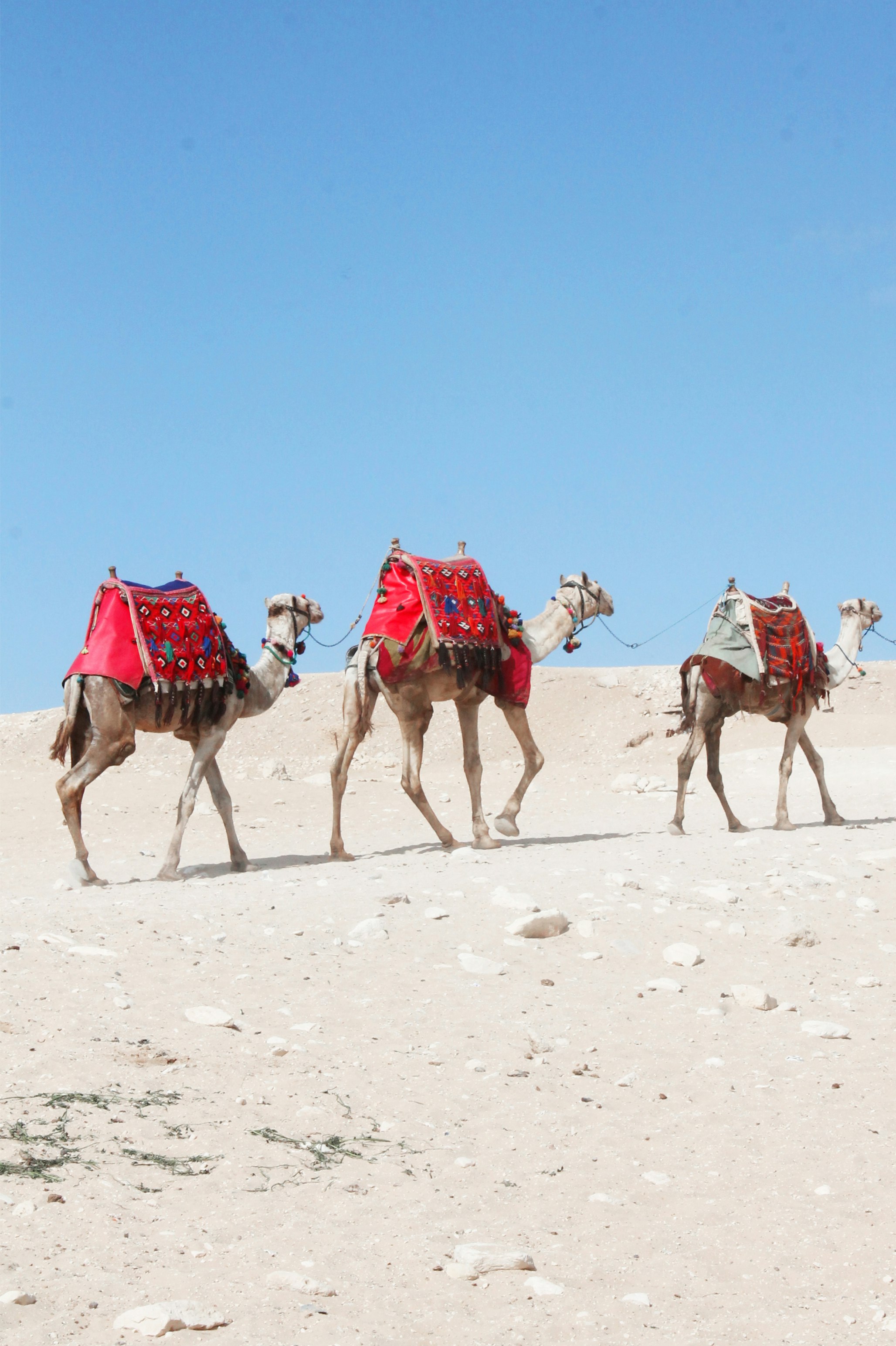 group of people riding camels on white sand during daytime