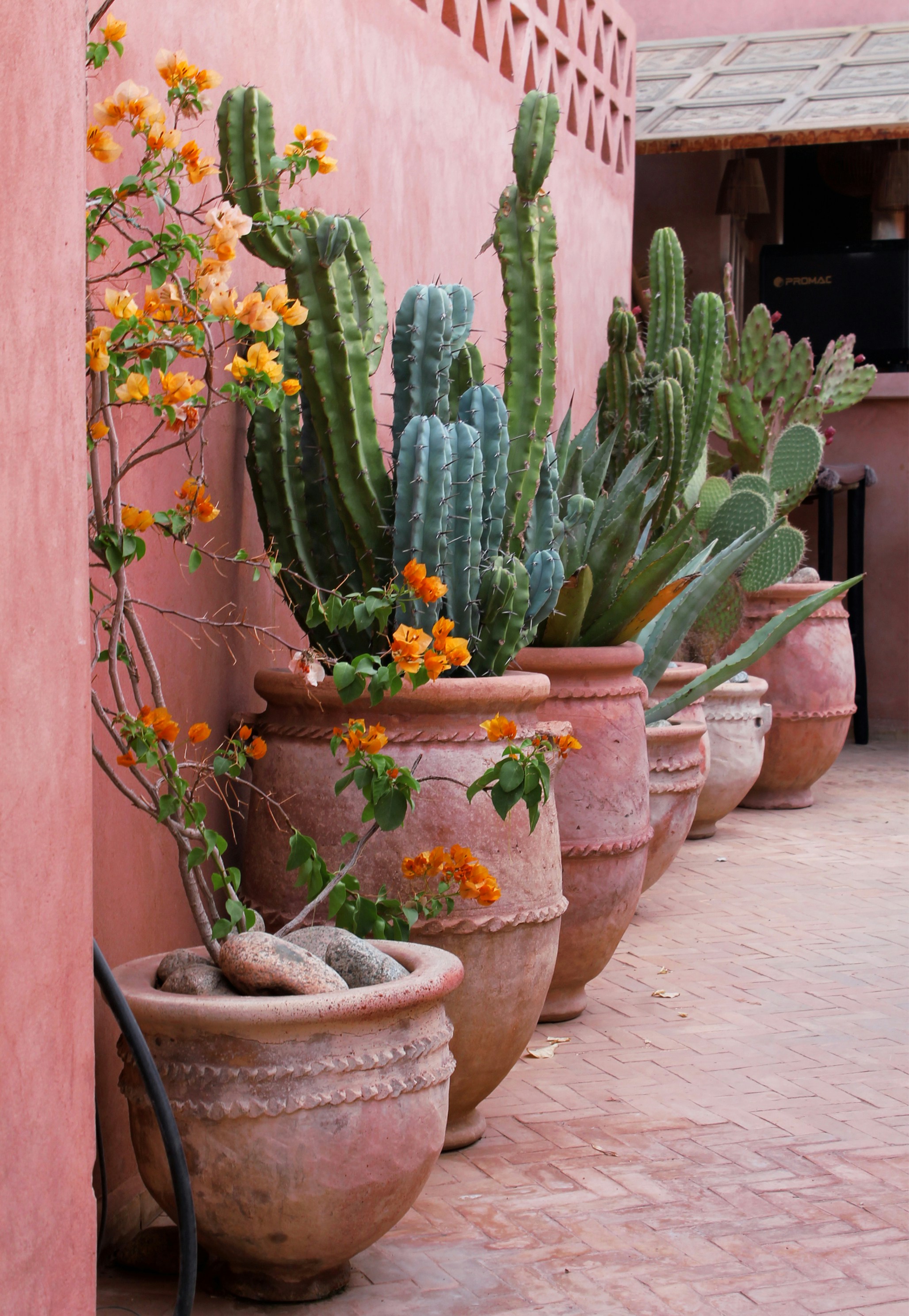 An array of 6 large clay pots are arranged against a salmon-colored wall, each one containing large green cacti plants.