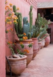 green cactus plant on brown clay pot
