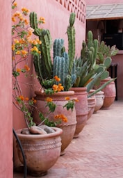 green cactus plant on brown clay pot
