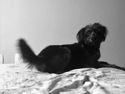 black long coat small dog on white and black textile