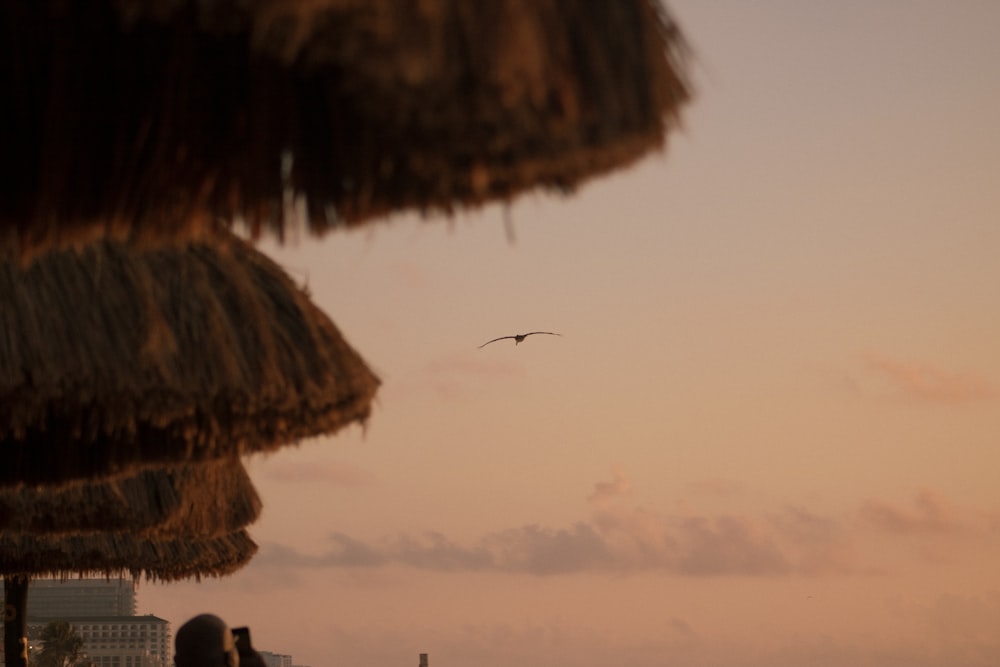 birds flying over the sea during sunset