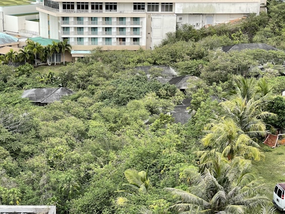 A multi-story building is partially visible in the background, with a section covered by a teal roof. In the foreground, dense greenery, including various trees and shrubs, surrounds several small, weathered structures with dark roofs. A cluster of palm trees adds to the tropical atmosphere, and part of a white vehicle is seen in the lower right corner.