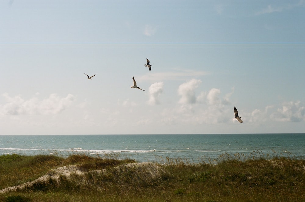 2 birds flying over the sea during daytime