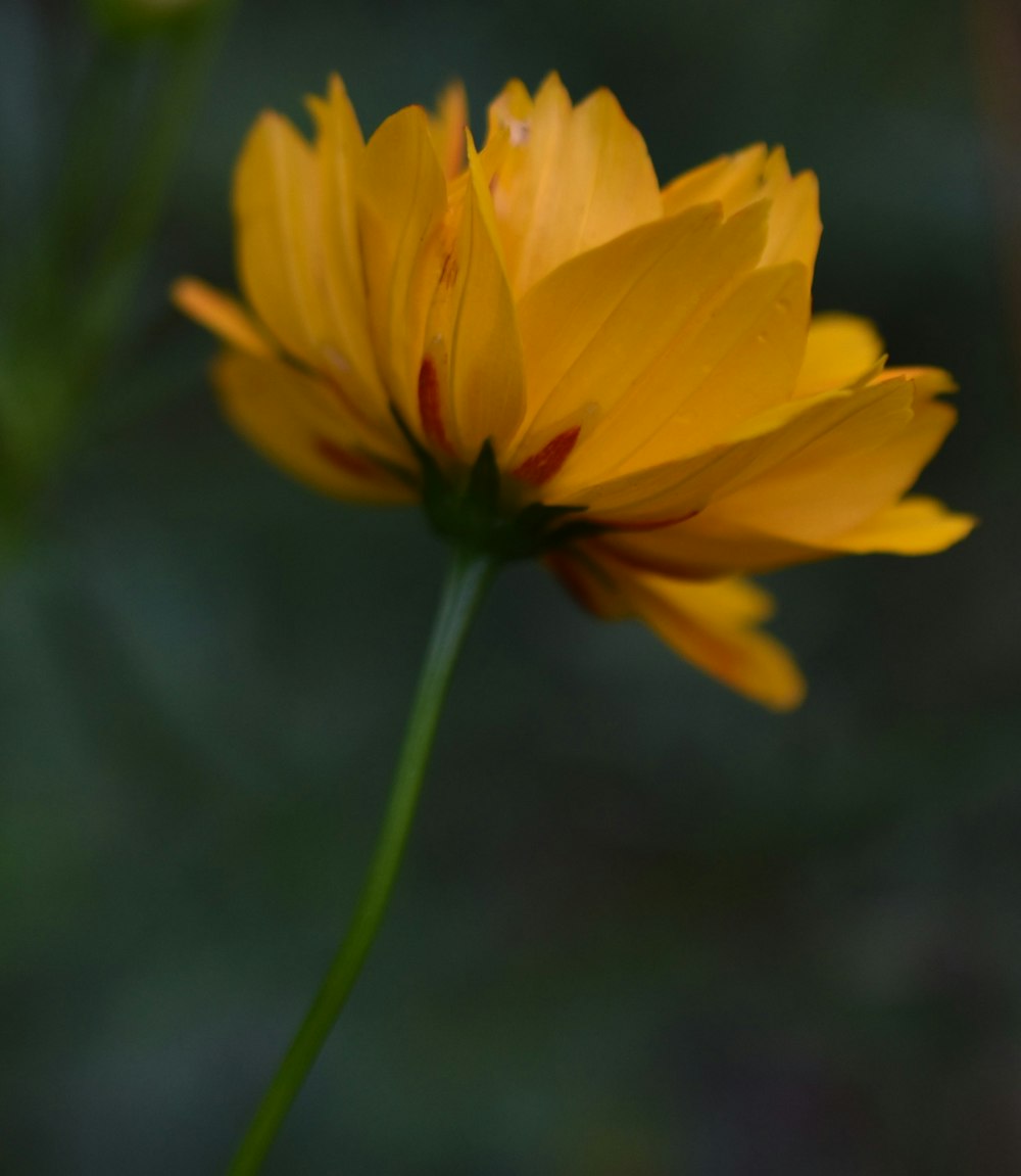 yellow flower in tilt shift lens