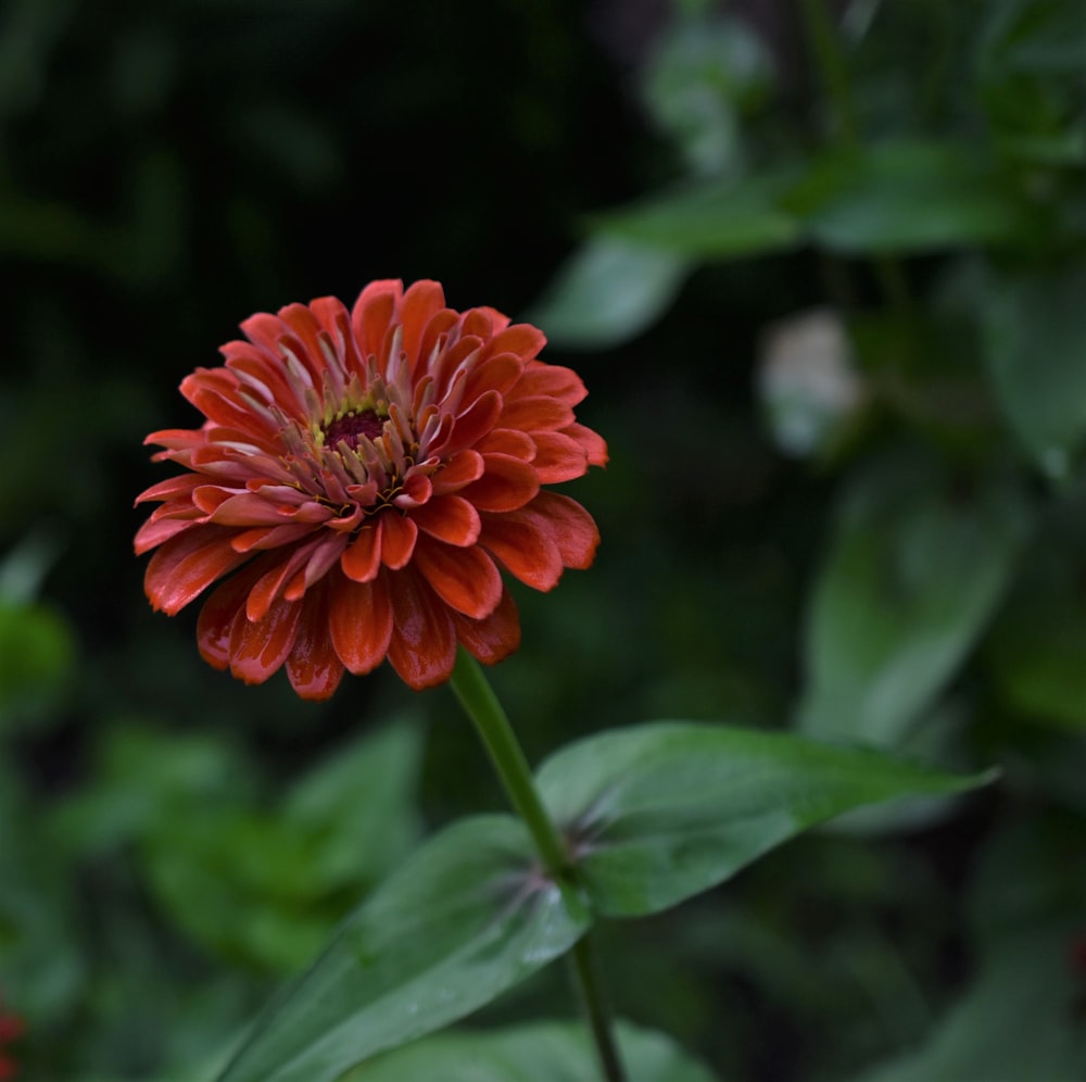 red flower in tilt shift lens