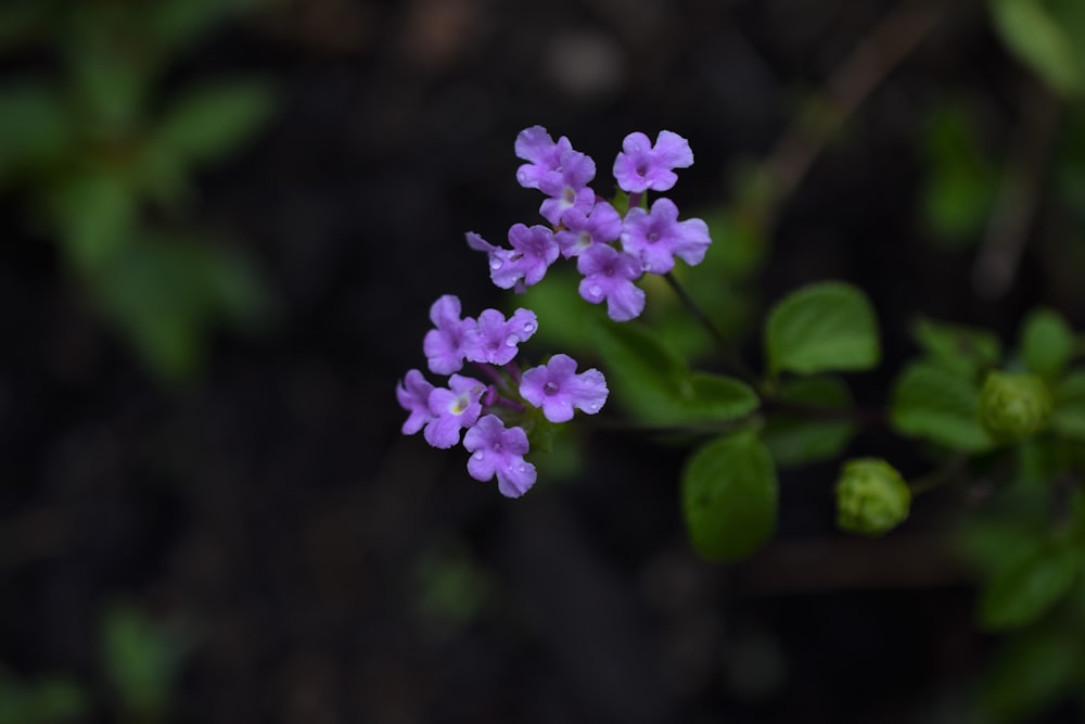 purple flower in tilt shift lens