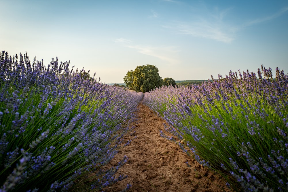 purple flower field under blue sky during daytime