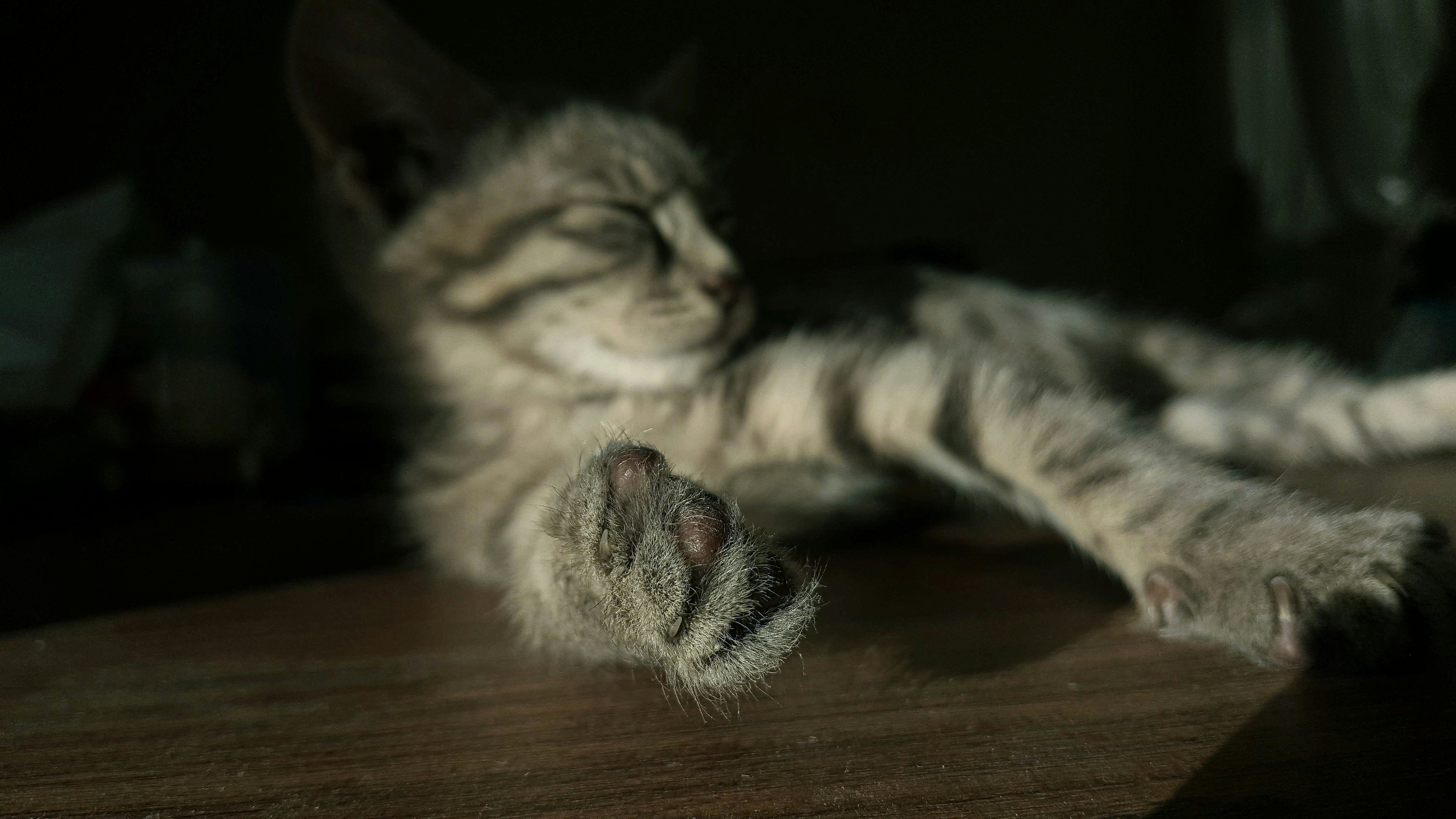 cat playing at night