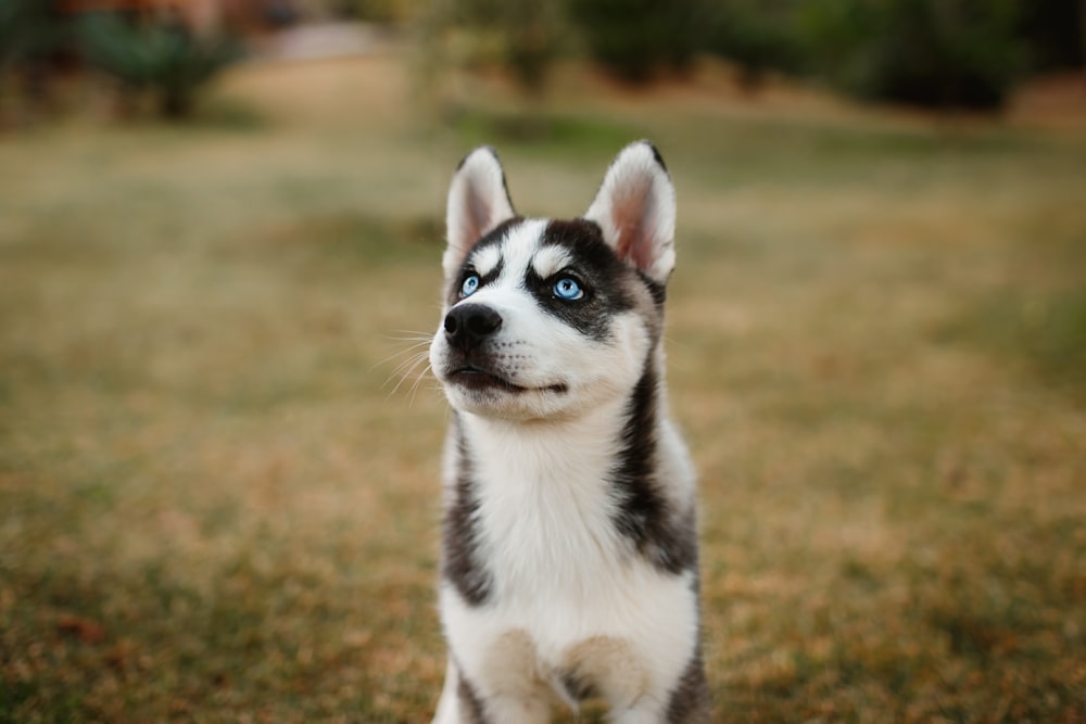 black and white siberian husky puppy on brown grass field during daytime