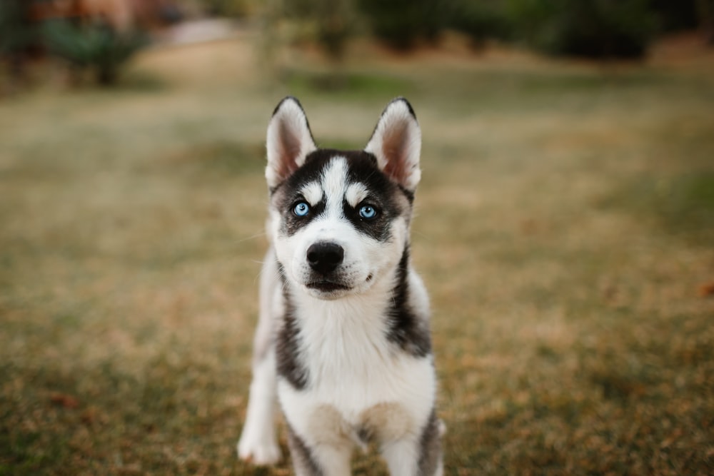 昼間の緑の芝生のフィールドに黒と白のシベリアン ハスキーの子犬の写真 Unsplashで見つける犬の無料写真