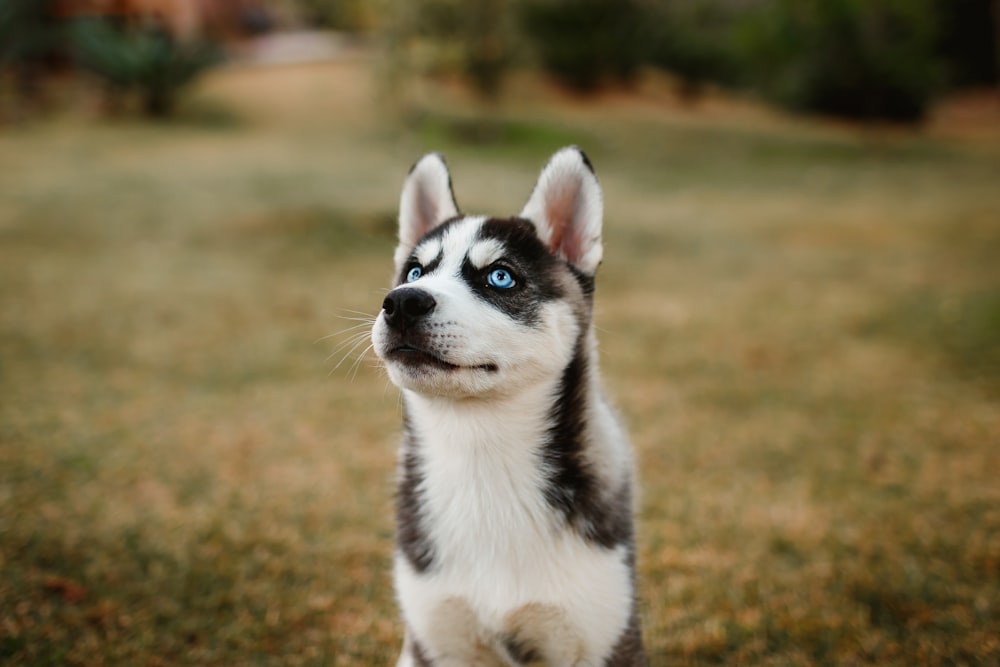 昼間の茶色の芝生の黒と白のシベリアンハスキーの子犬