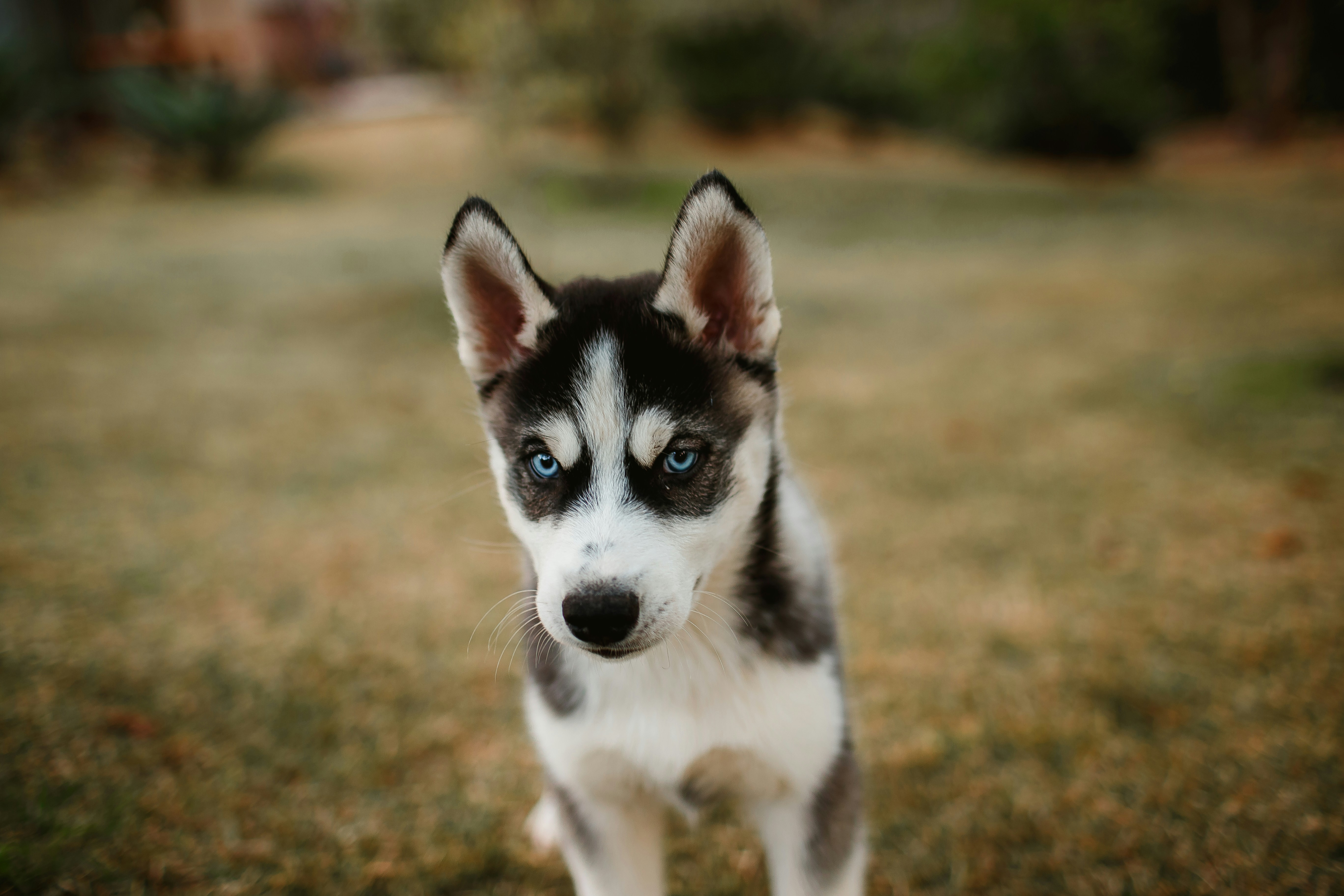 Cucciolo di husky siberiano bianco e nero sul campo di erba marrone durante  il giorno foto – Immagine gratis di Animale su Unsplash, image size:3000x2000